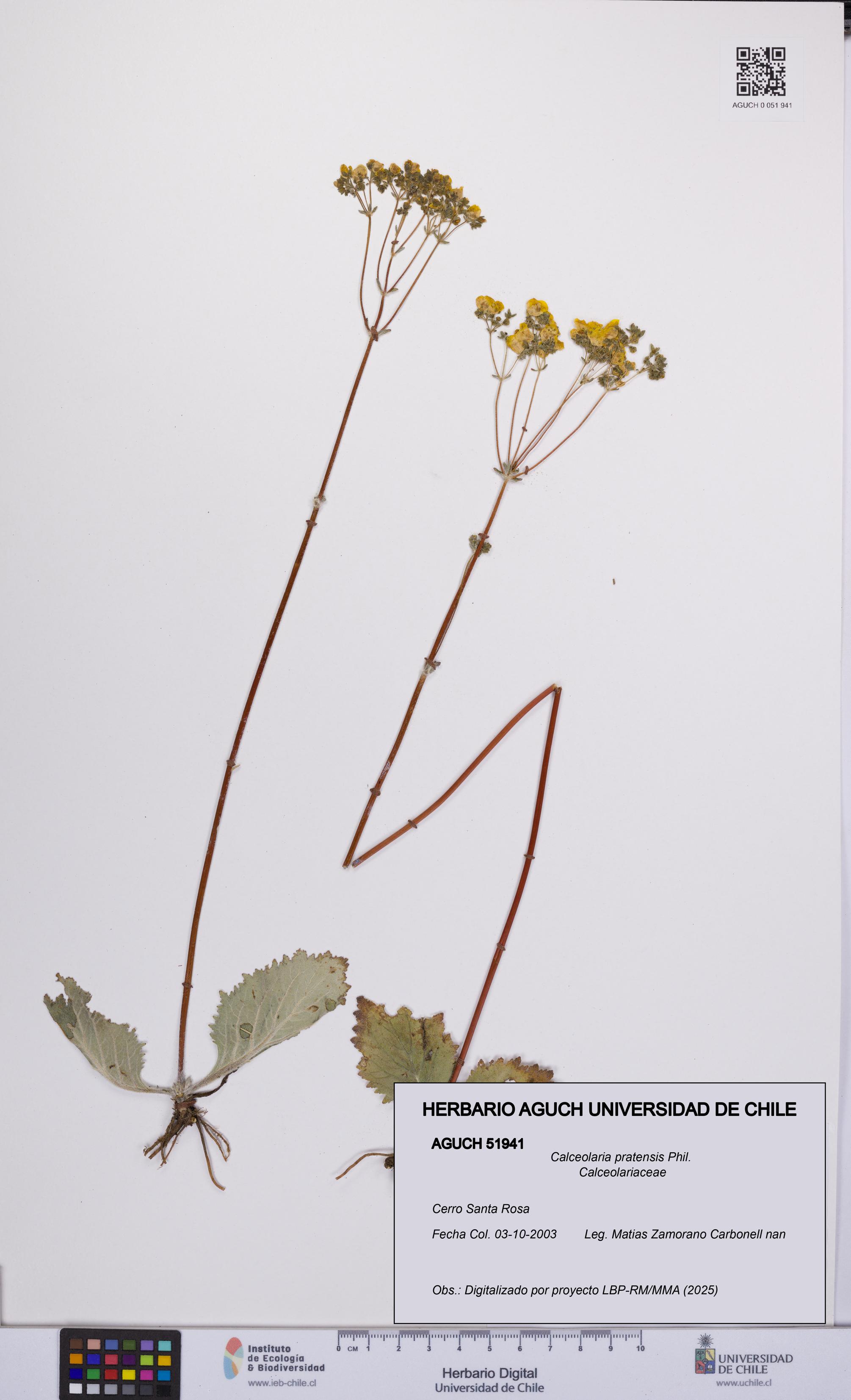 Calceolaria pratensis [Espécimen: UCH:AGUCH:0051941]