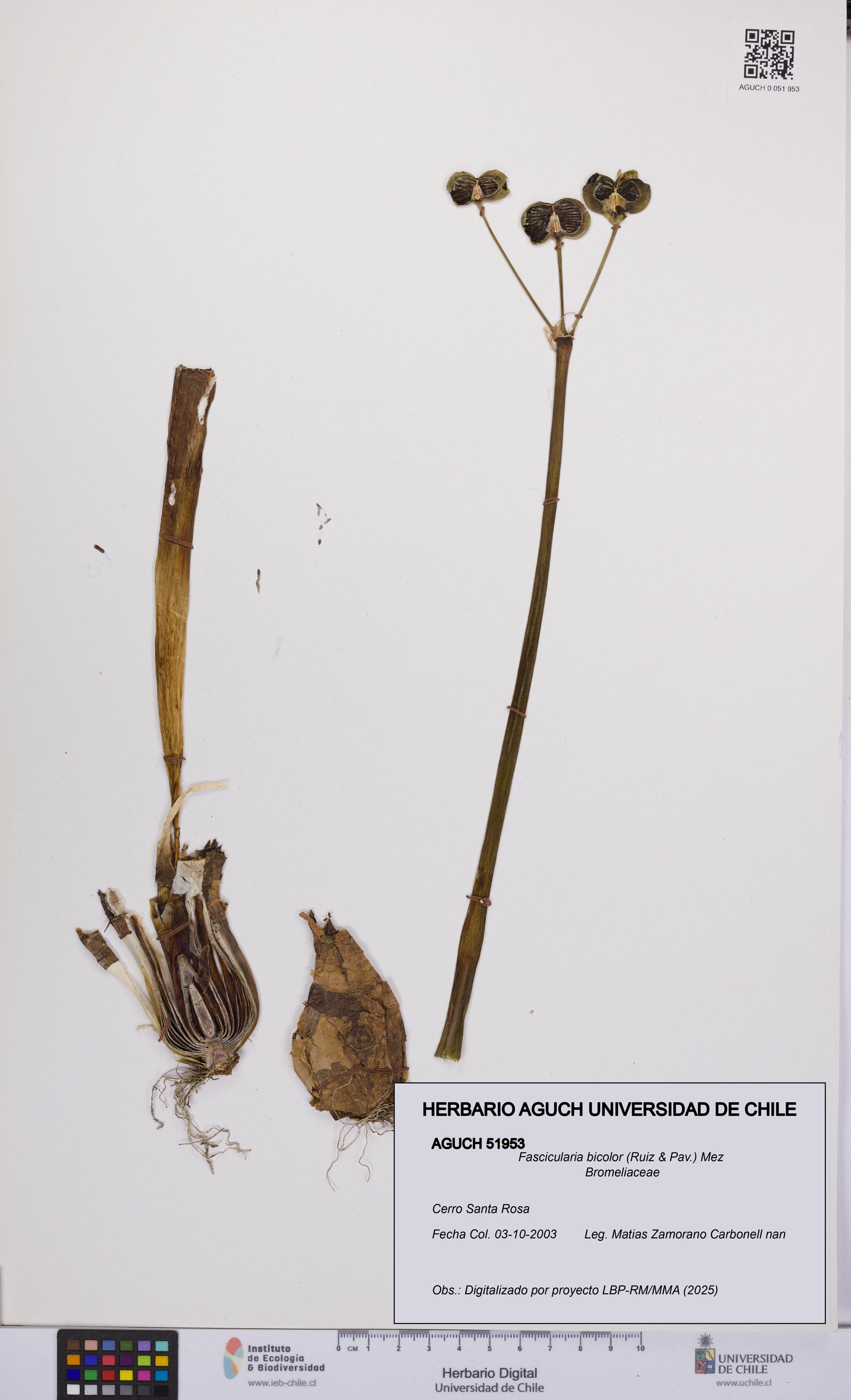 Fascicularia bicolor [Espécimen: UCH:AGUCH:0051953]