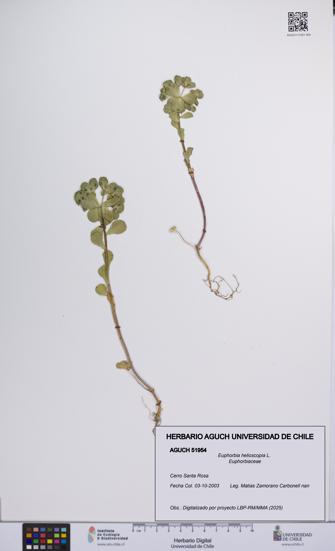 Euphorbia helioscopia [Espécimen: UCH:AGUCH:0051954]