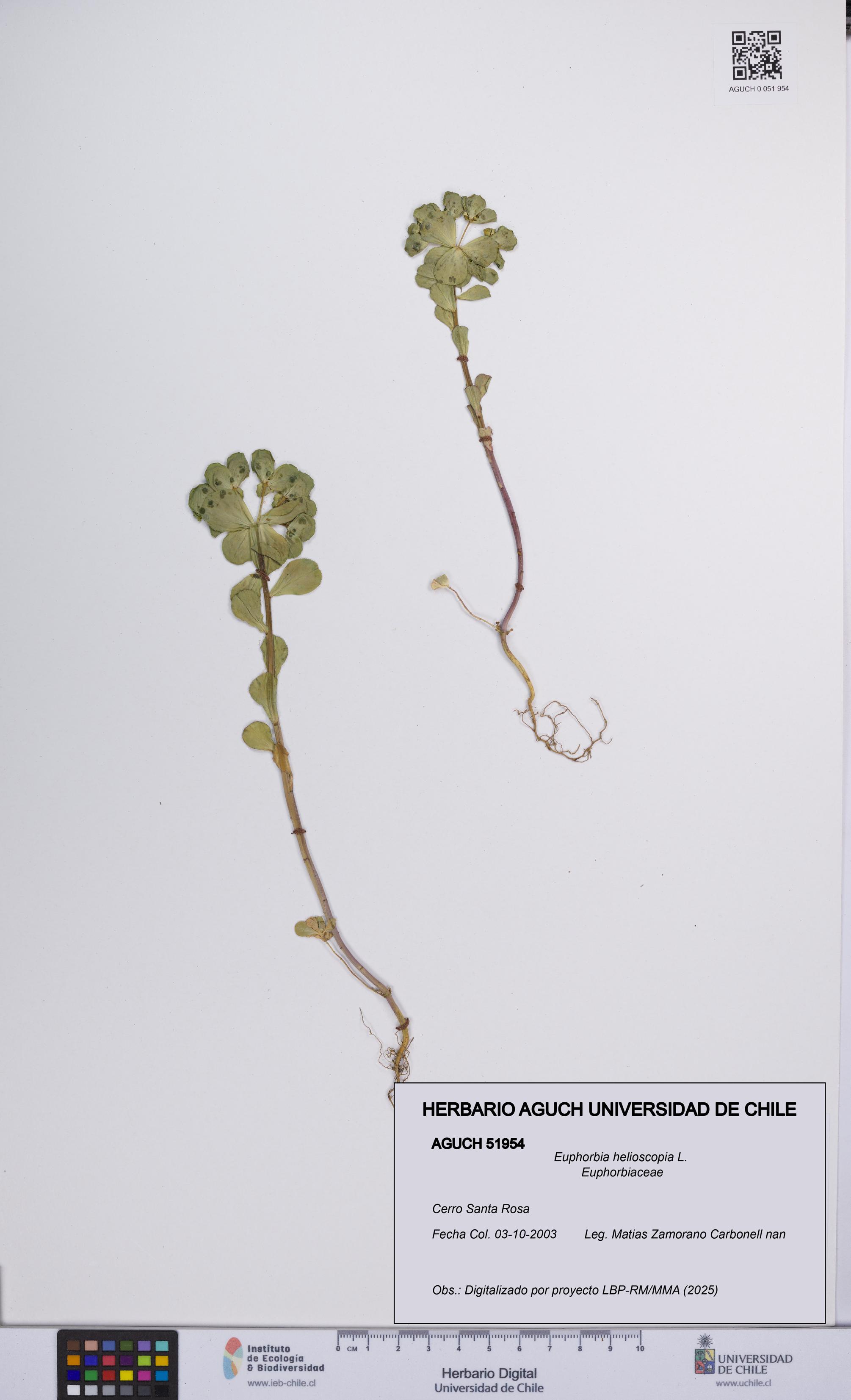 Euphorbia helioscopia [Espécimen: UCH:AGUCH:0051954]