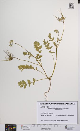 Erodium moschatum [Espécimen: UCH:AGUCH:0051961]