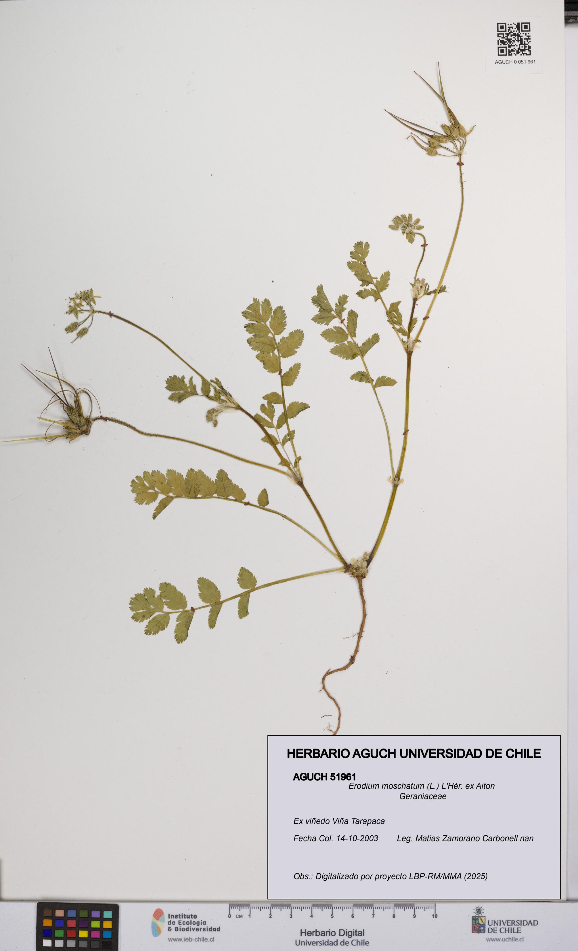 Erodium moschatum [Espécimen: UCH:AGUCH:0051961]