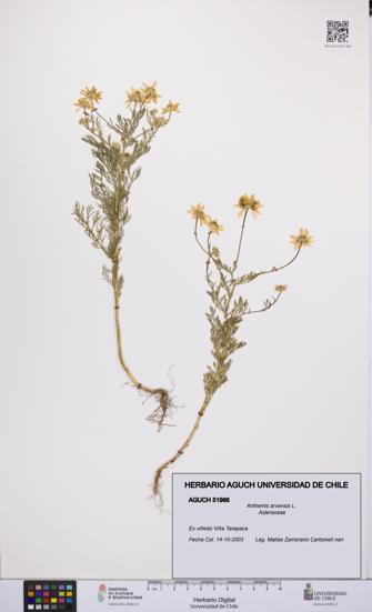 Anthemis arvensis [Espécimen: UCH:AGUCH:0051966]
