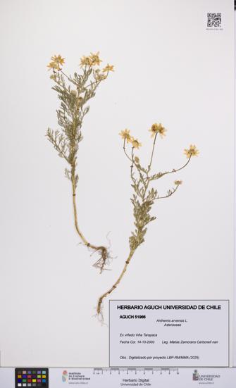 Anthemis arvensis [Espécimen: UCH:AGUCH:0051966]