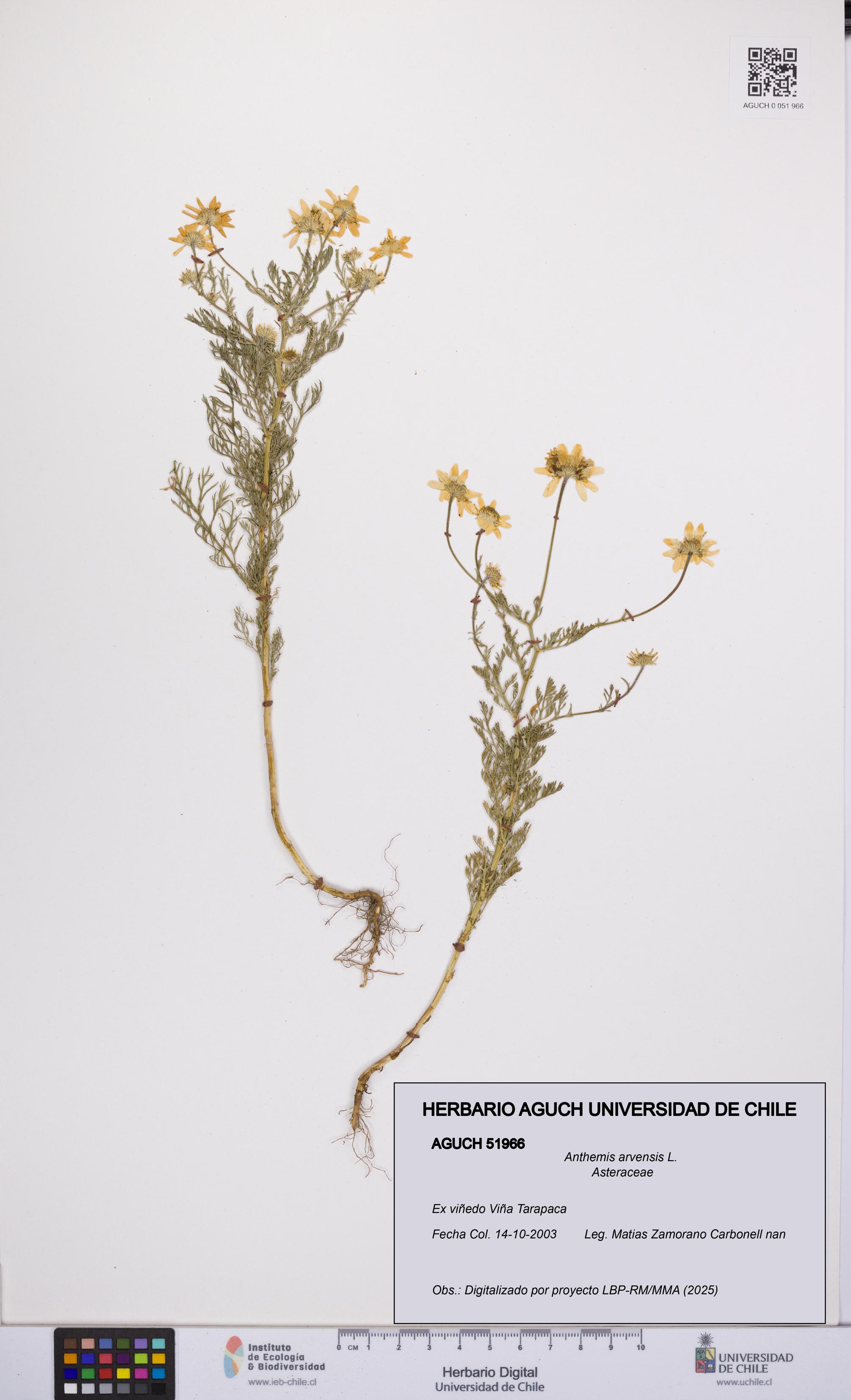 Anthemis arvensis [Espécimen: UCH:AGUCH:0051966]