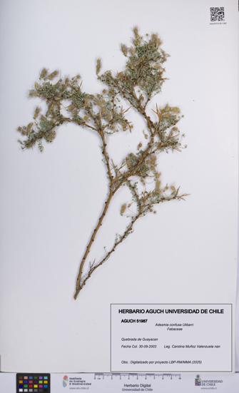 Adesmia confusa [Espécimen: UCH:AGUCH:0051987]