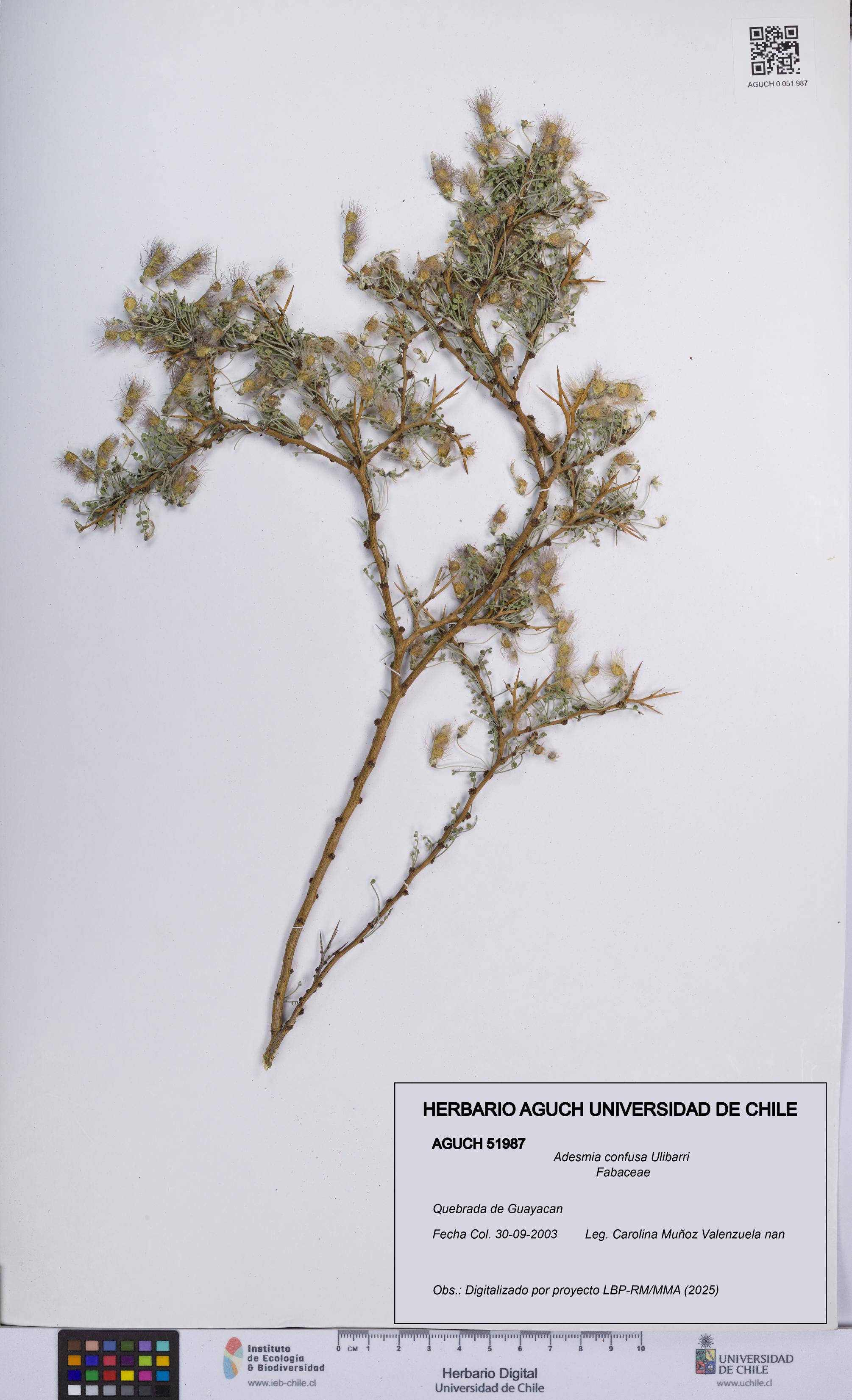 Adesmia confusa [Espécimen: UCH:AGUCH:0051987]