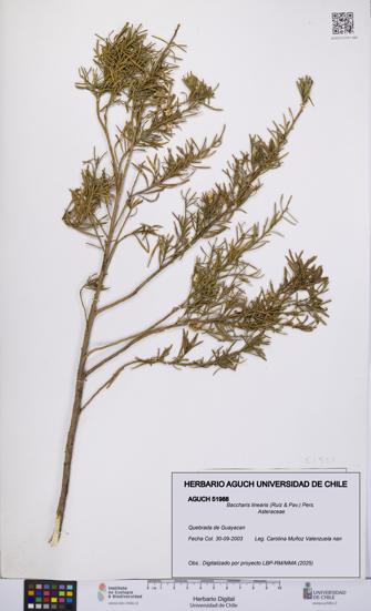 Baccharis linearis [Espécimen: UCH:AGUCH:0051988]
