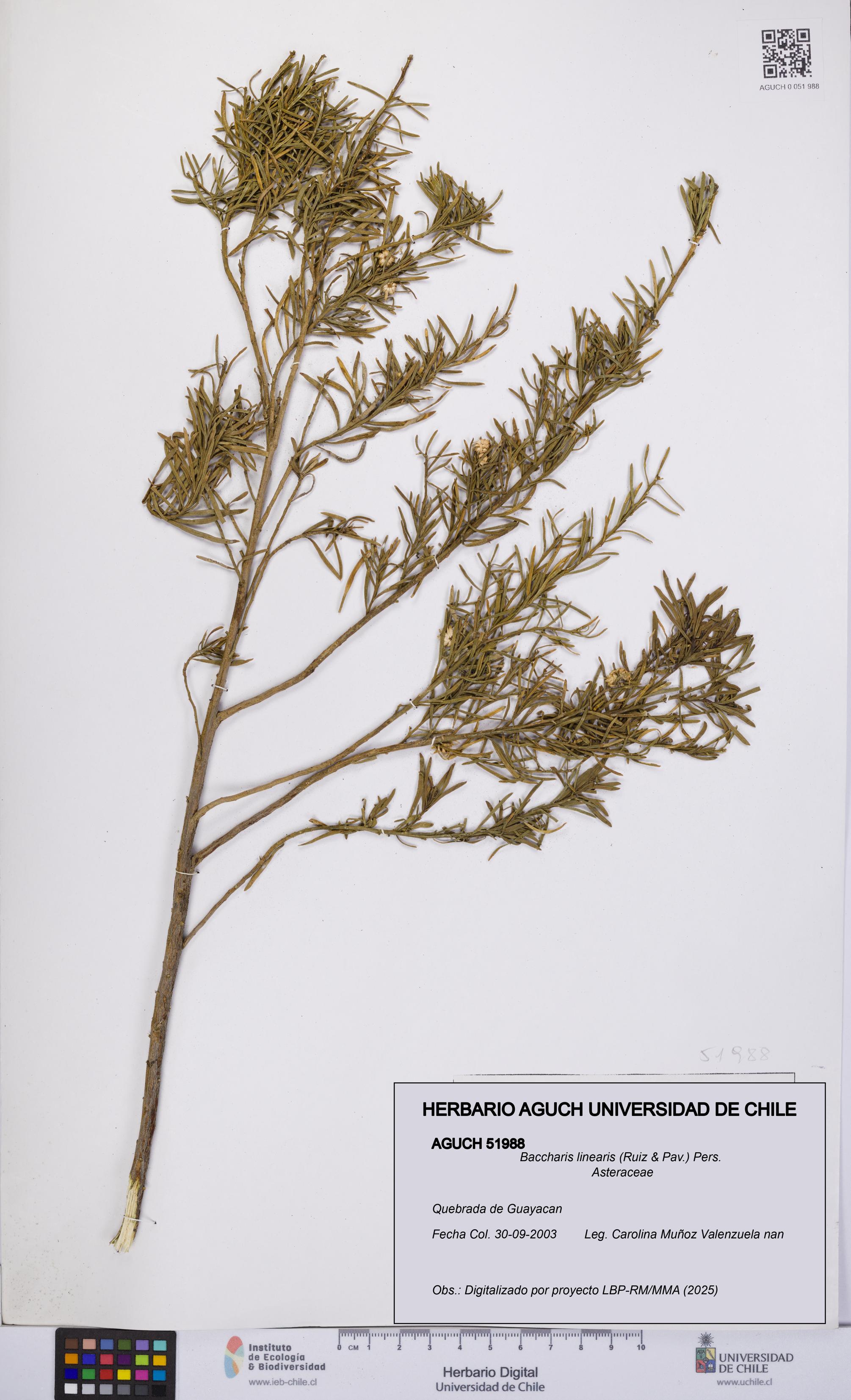 Baccharis linearis [Espécimen: UCH:AGUCH:0051988]