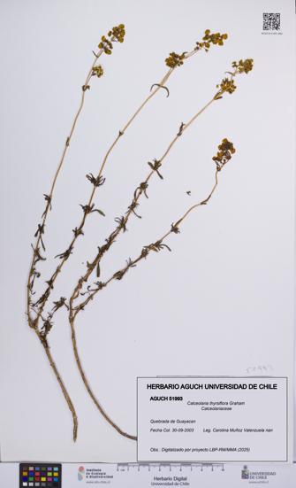 Calceolaria thyrsiflora [Espécimen: UCH:AGUCH:0051993]