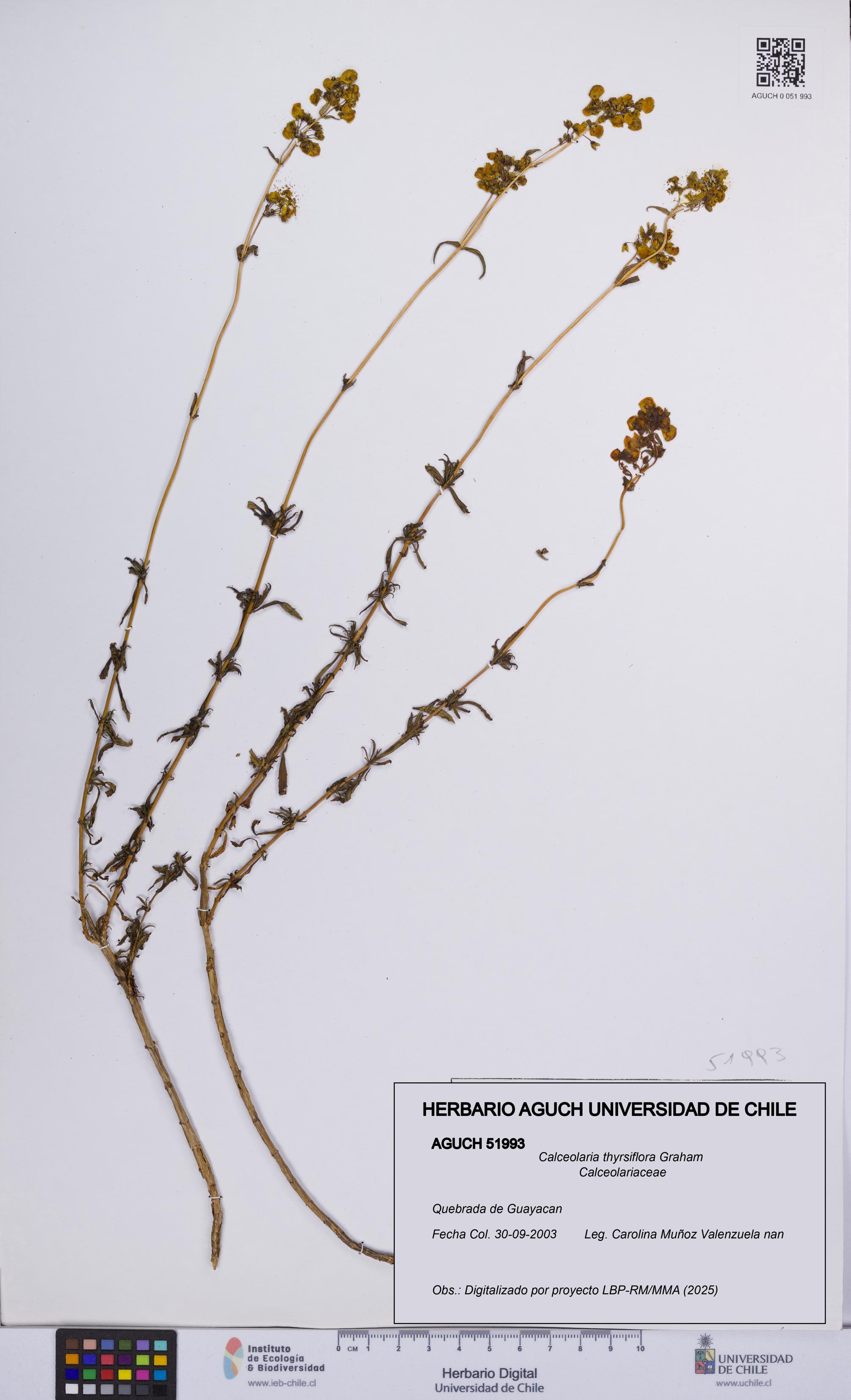 Calceolaria thyrsiflora [Espécimen: UCH:AGUCH:0051993]