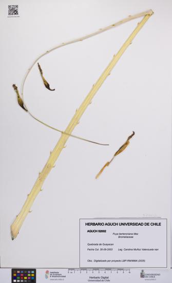 Puya berteroniana [Espécimen: UCH:AGUCH:0052002]