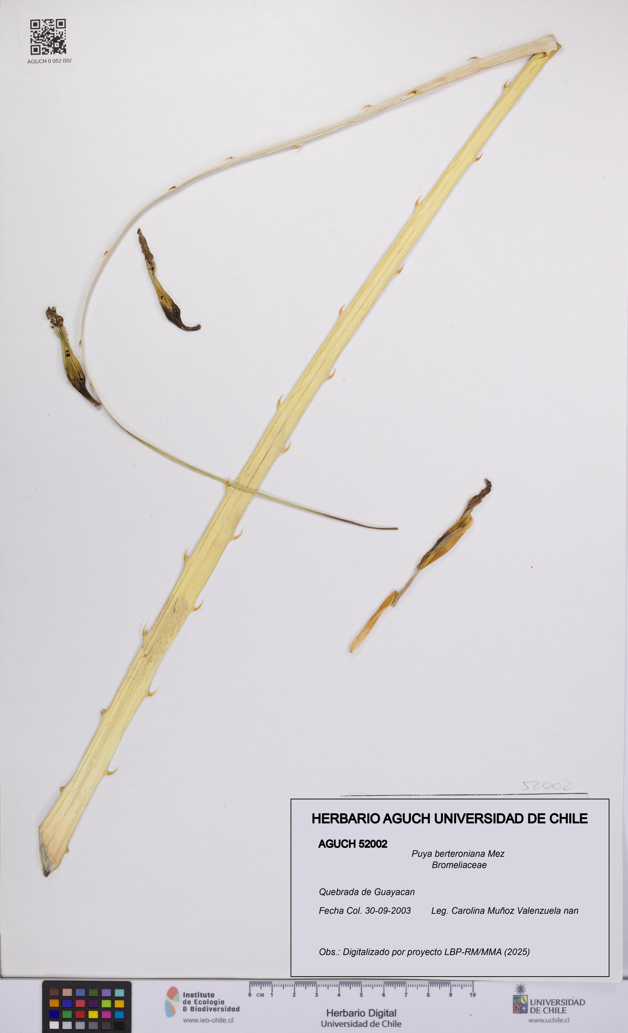Puya berteroniana [Espécimen: UCH:AGUCH:0052002]
