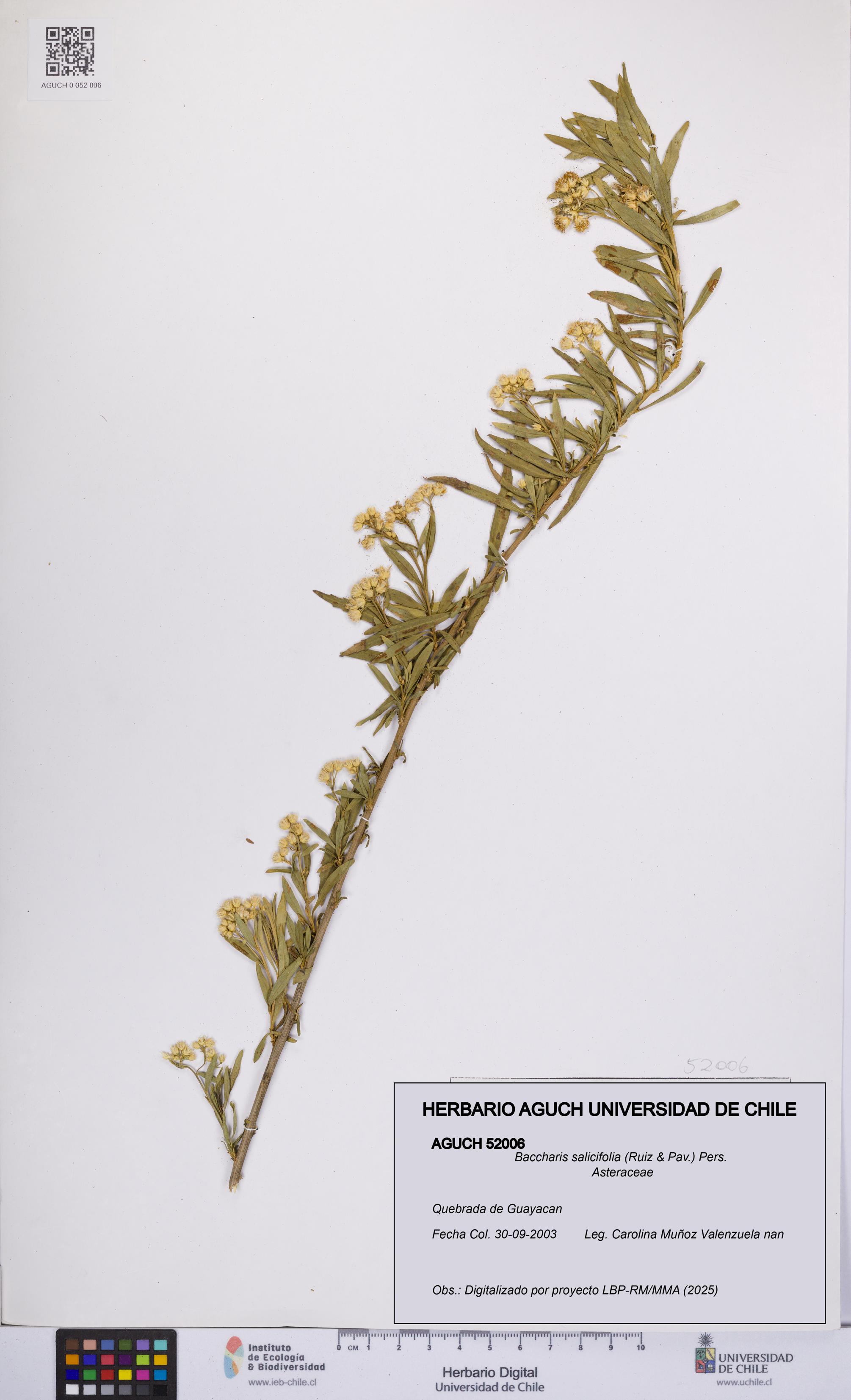 Baccharis salicifolia [Espécimen: UCH:AGUCH:0052006]