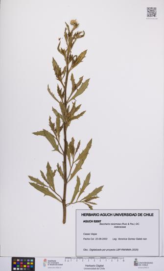 Baccharis racemosa [Espécimen: UCH:AGUCH:0052007]