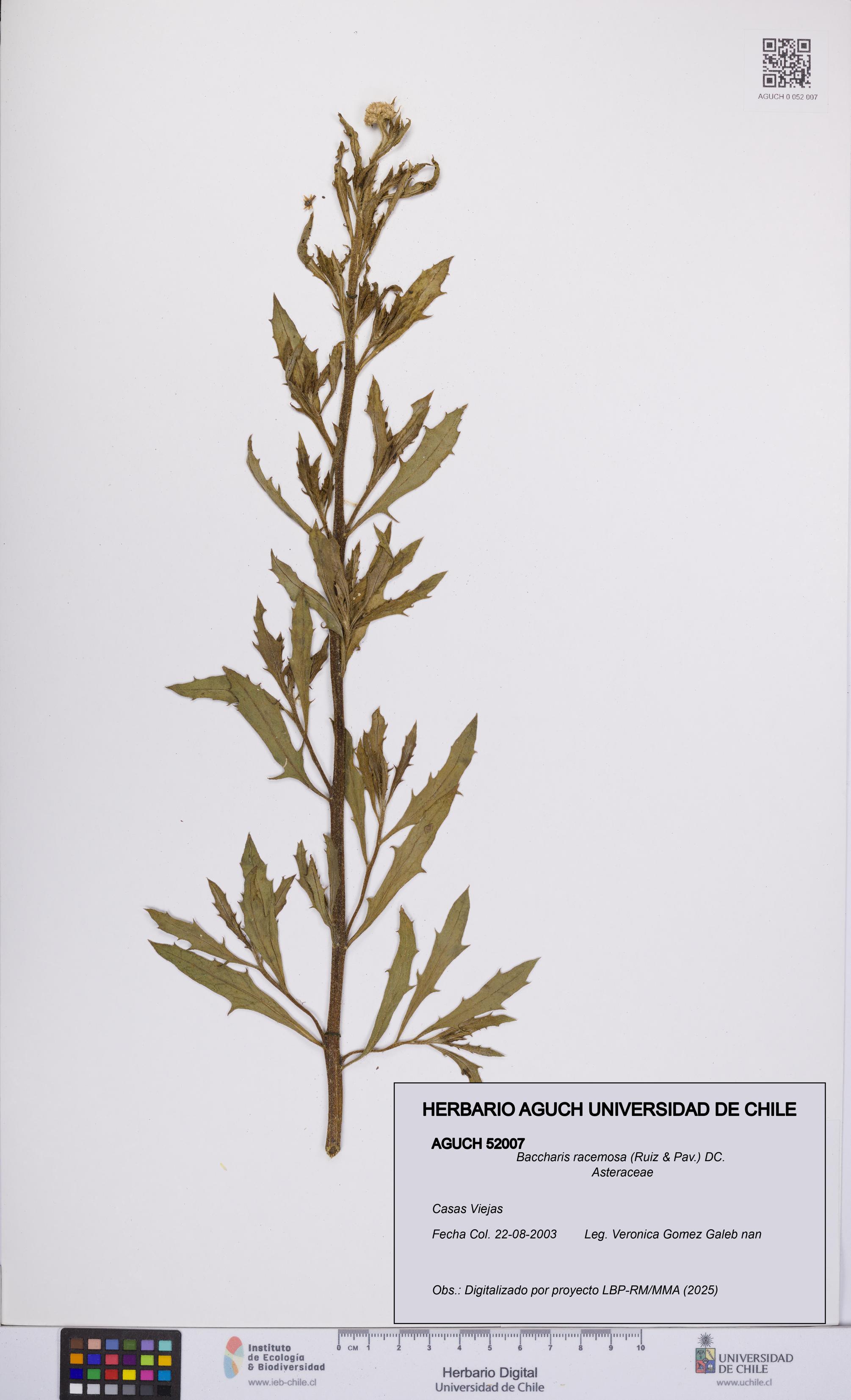 Baccharis racemosa [Espécimen: UCH:AGUCH:0052007]