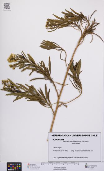 Baccharis salicifolia [Espécimen: UCH:AGUCH:0052008]
