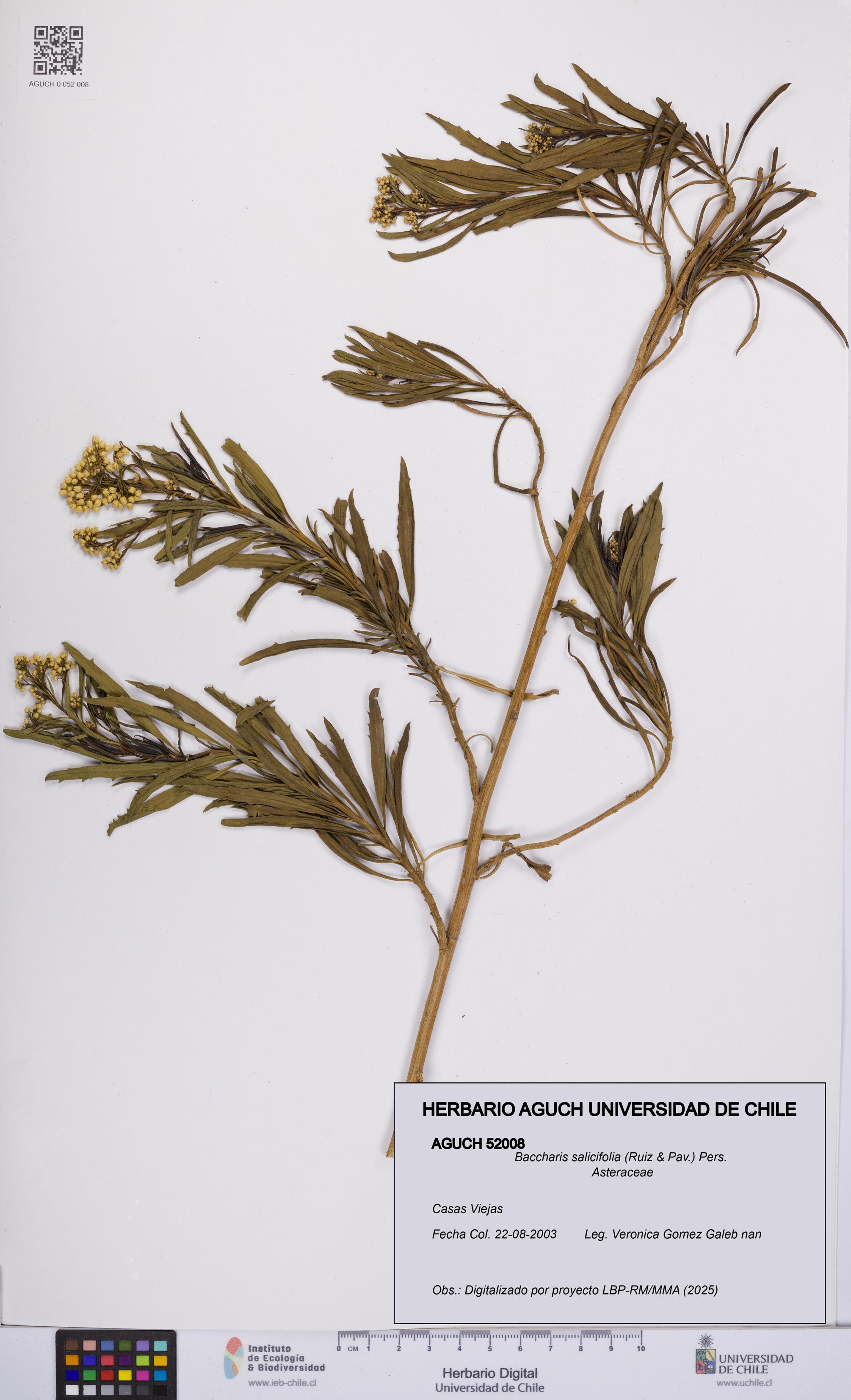 Baccharis salicifolia [Espécimen: UCH:AGUCH:0052008]