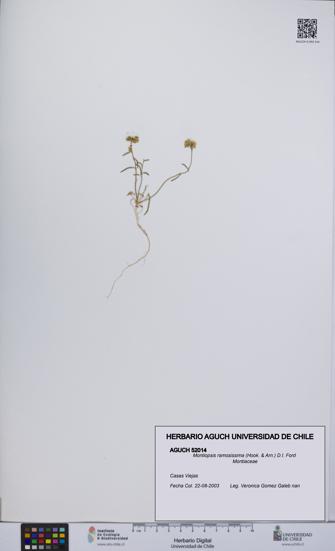 Montiopsis ramosissima [Espécimen: UCH:AGUCH:0052014]