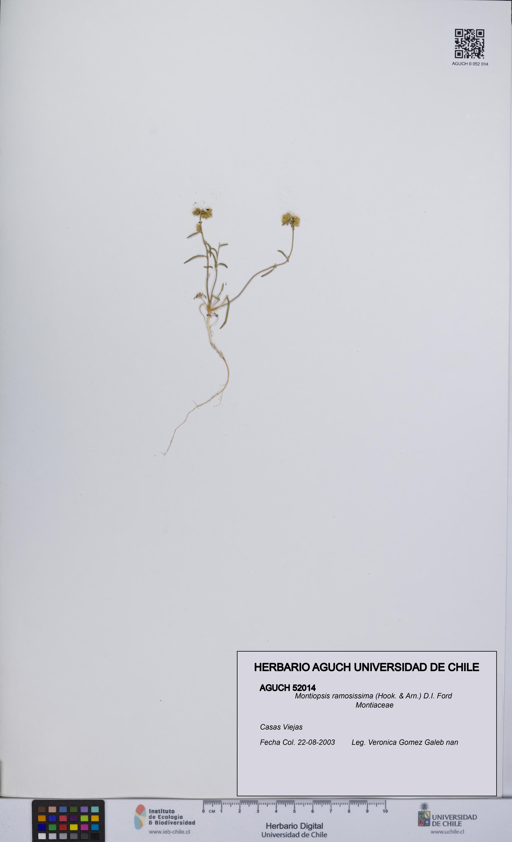 Montiopsis ramosissima [Espécimen: UCH:AGUCH:0052014]