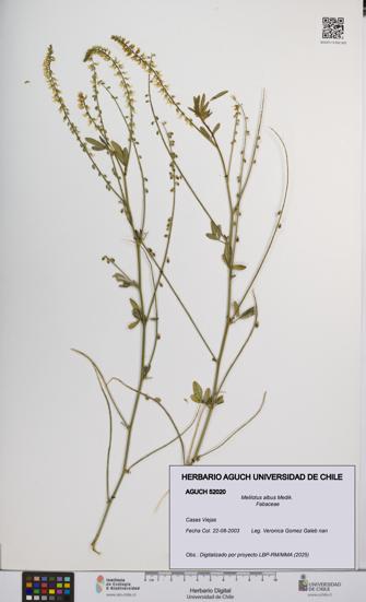 Melilotus albus [Espécimen: UCH:AGUCH:0052020]