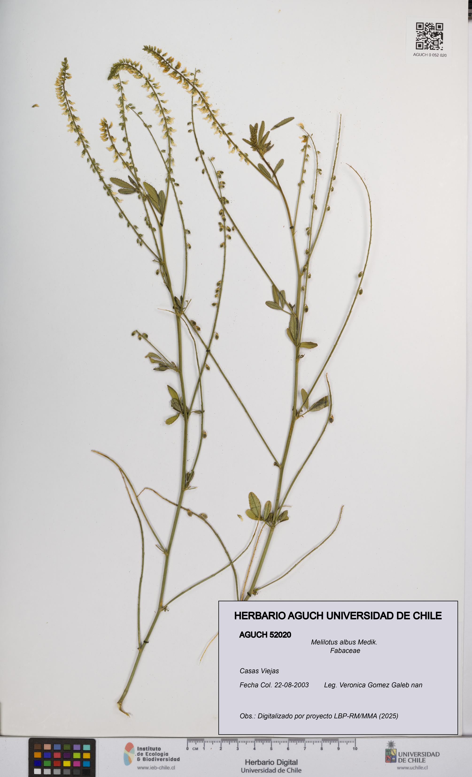 Melilotus albus [Espécimen: UCH:AGUCH:0052020]