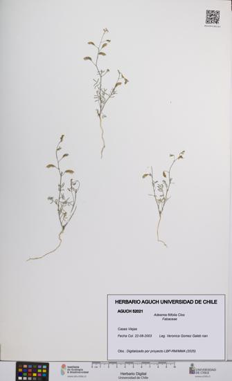 Adesmia filifolia [Espécimen: UCH:AGUCH:0052021]