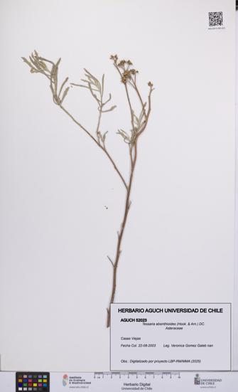 Tessaria absinthioides [Espécimen: UCH:AGUCH:0052023]