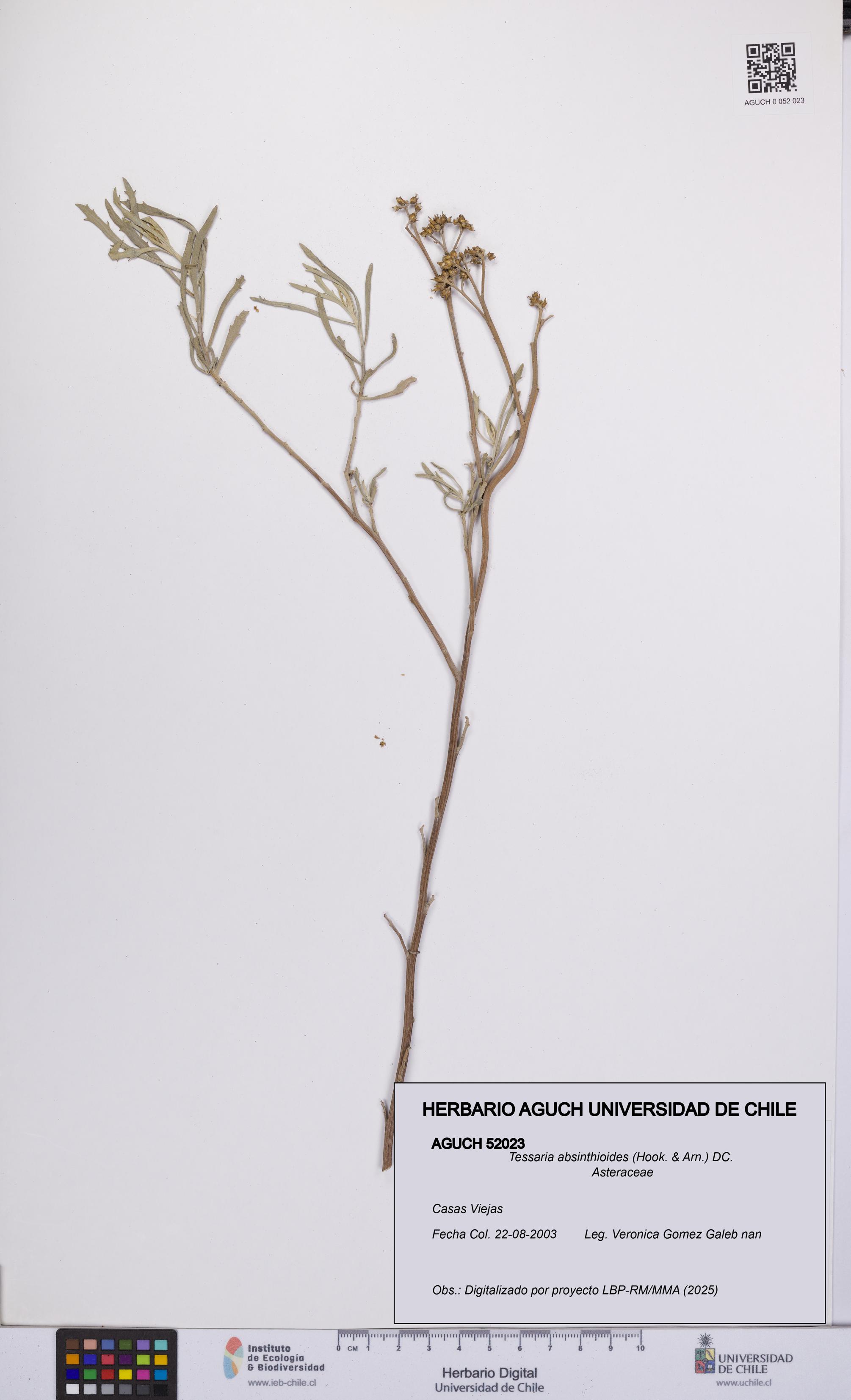 Tessaria absinthioides [Espécimen: UCH:AGUCH:0052023]