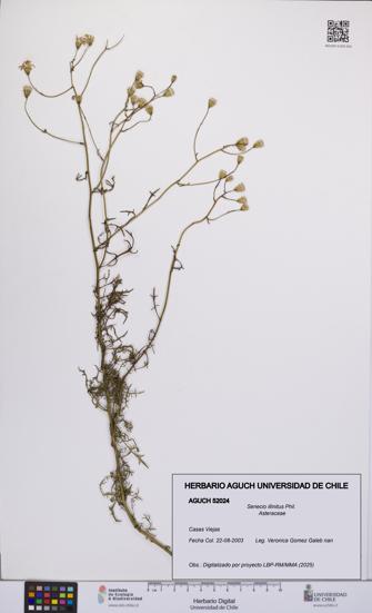 Senecio illinitus [Espécimen: UCH:AGUCH:0052024]