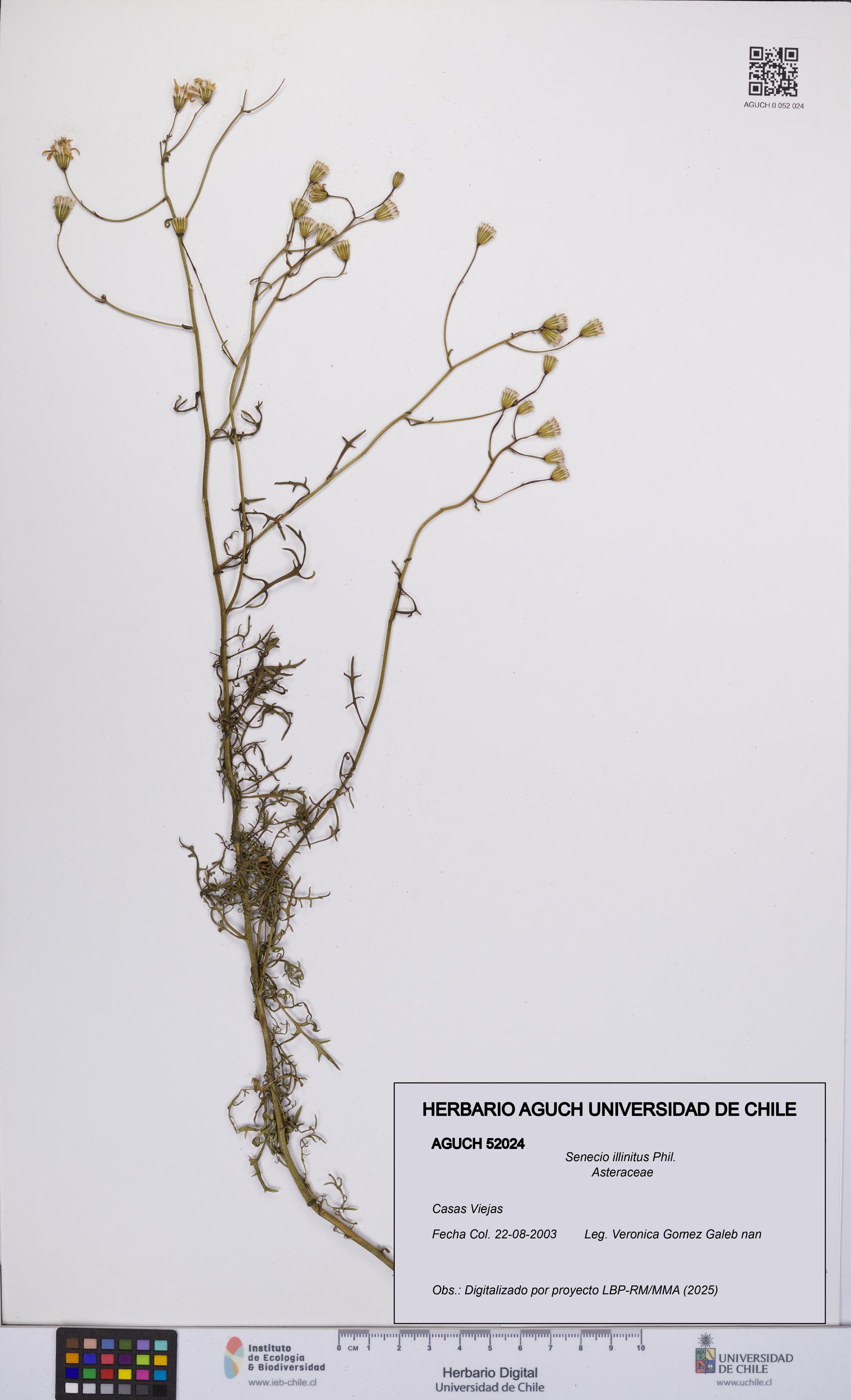 Senecio illinitus [Espécimen: UCH:AGUCH:0052024]