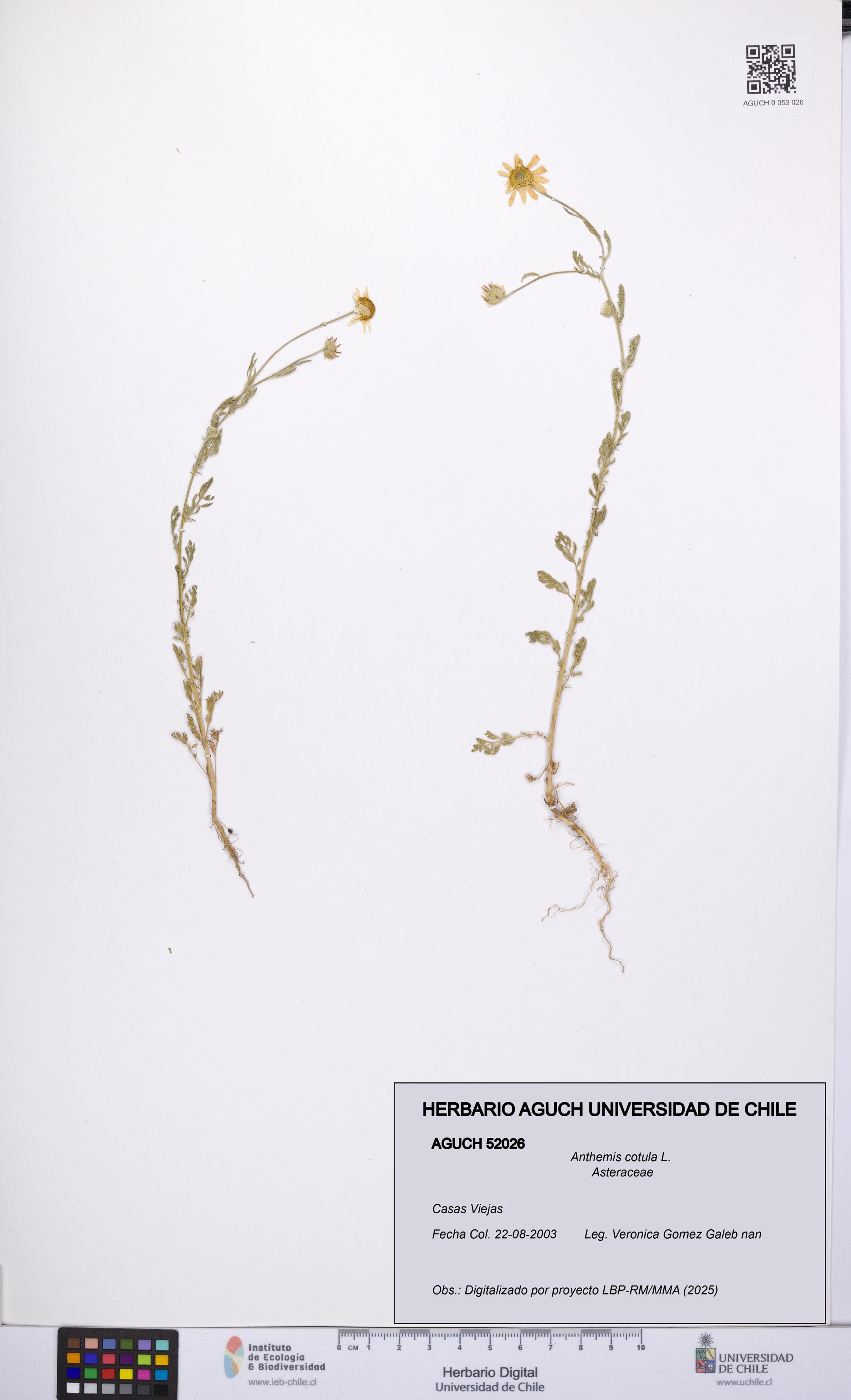 Anthemis cotula [Espécimen: UCH:AGUCH:0052026]