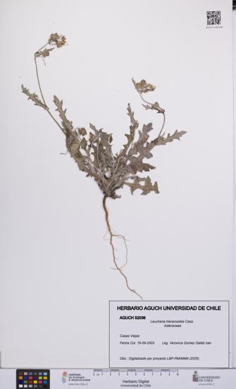 Leucheria hieracioides [Espécimen: UCH:AGUCH:0052036]