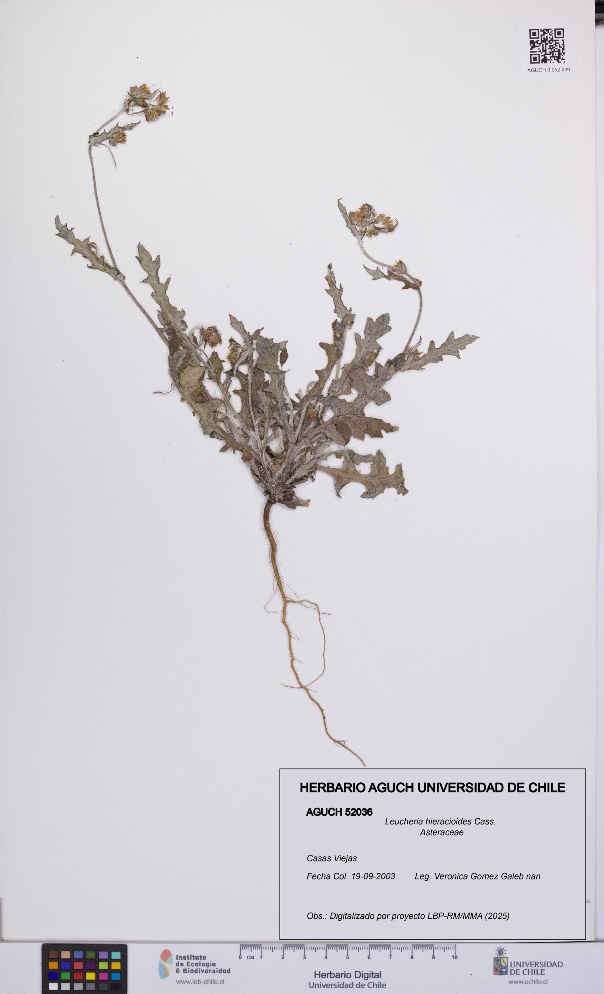 Leucheria hieracioides [Espécimen: UCH:AGUCH:0052036]