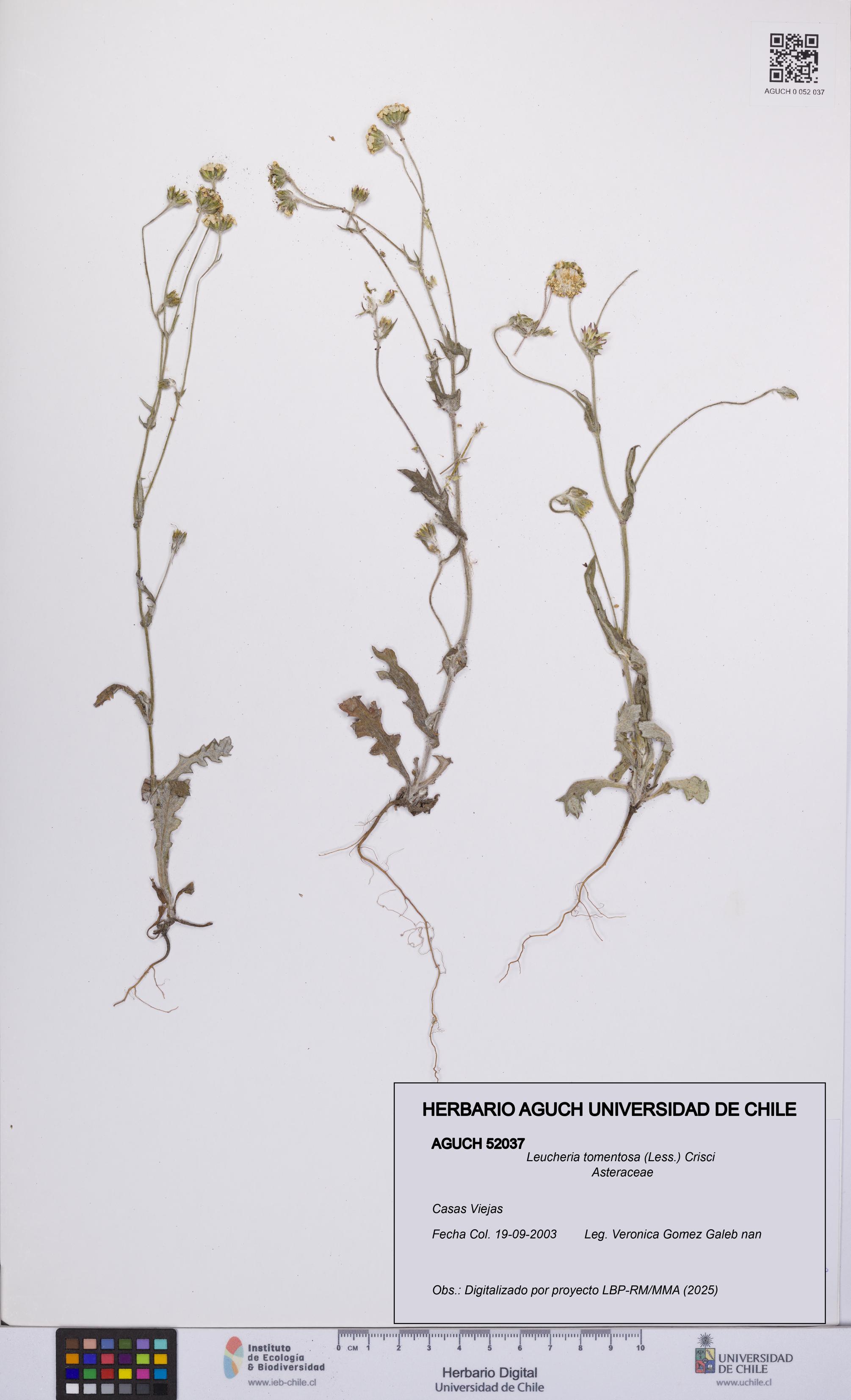 Leucheria tomentosa [Espécimen: UCH:AGUCH:0052037]