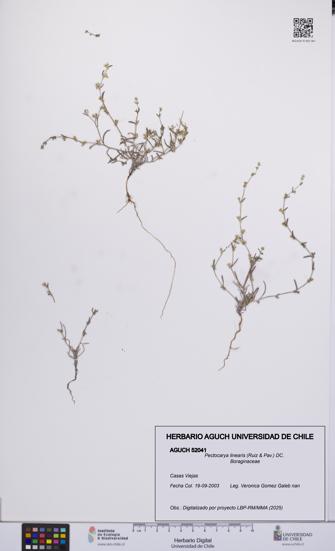 Pectocarya linearis [Espécimen: UCH:AGUCH:0052041]