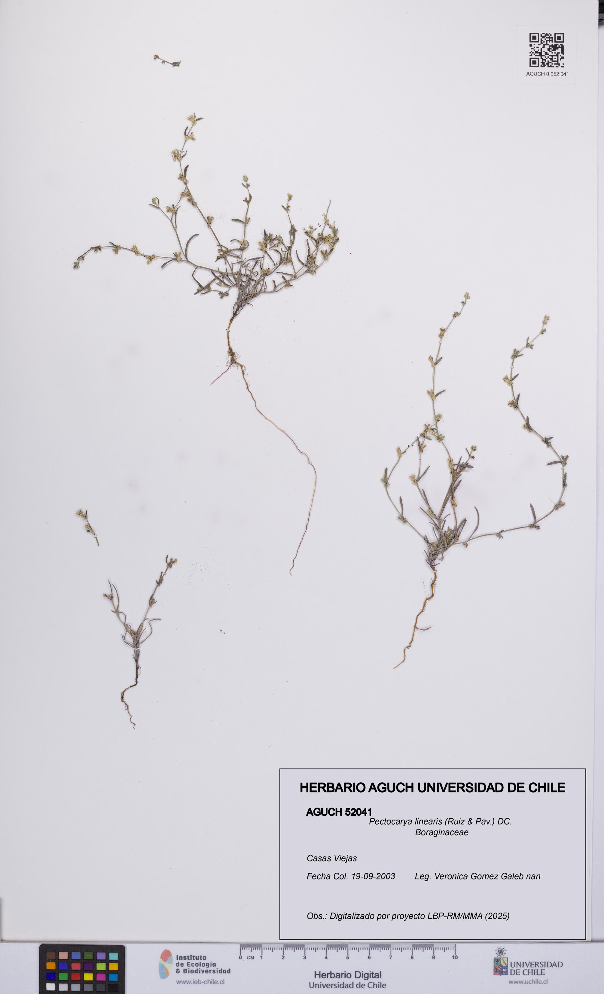 Pectocarya linearis [Espécimen: UCH:AGUCH:0052041]