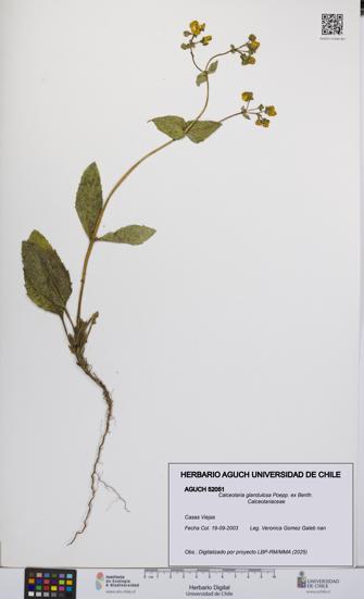 Calceolaria glandulosa [Espécimen: UCH:AGUCH:0052051]