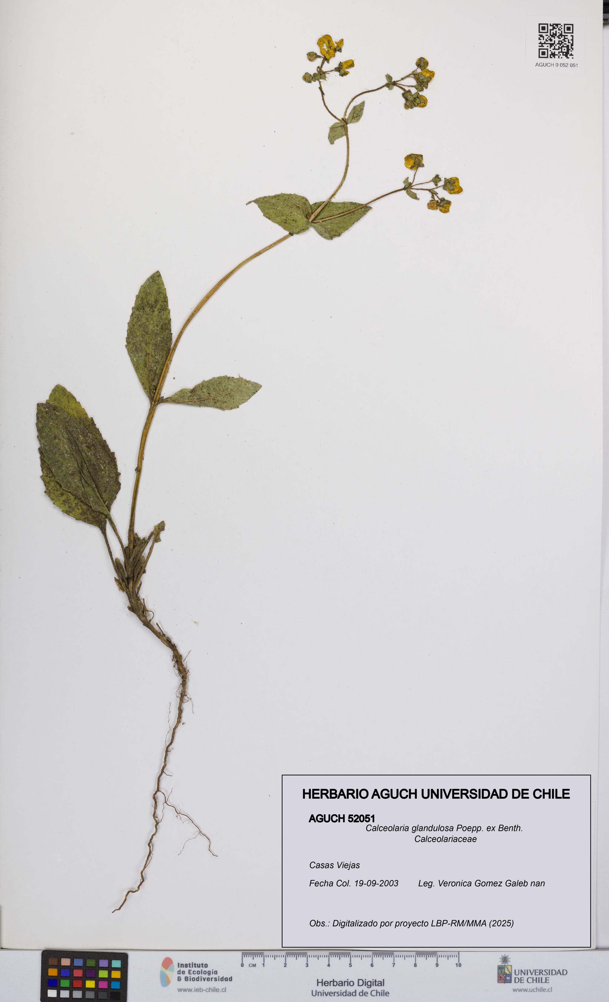 Calceolaria glandulosa [Espécimen: UCH:AGUCH:0052051]