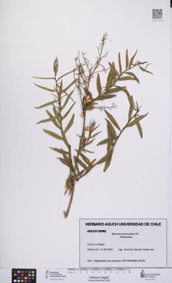 Baccharis paniculata [Espécimen: UCH:AGUCH:0052062]