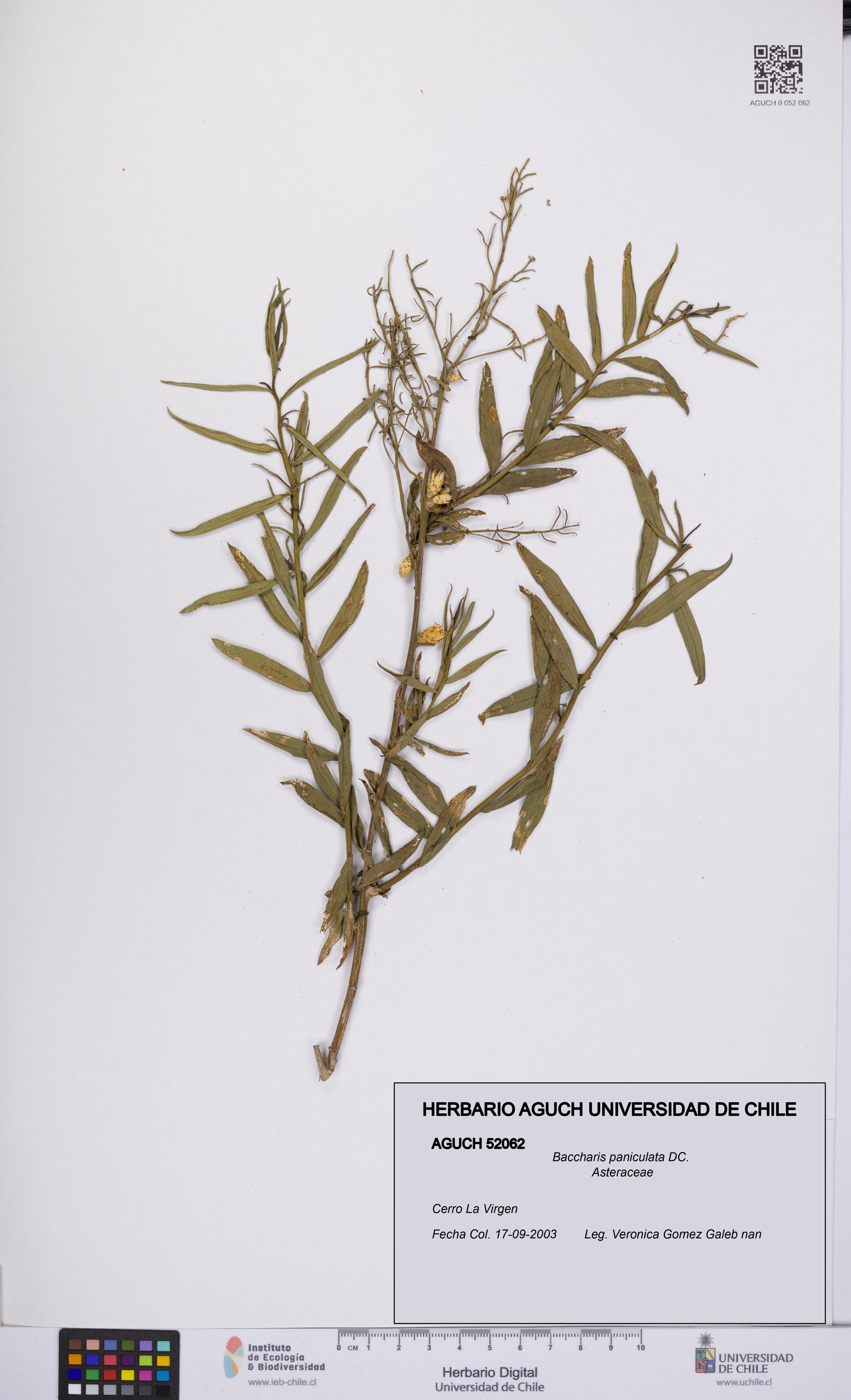 Baccharis paniculata [Espécimen: UCH:AGUCH:0052062]