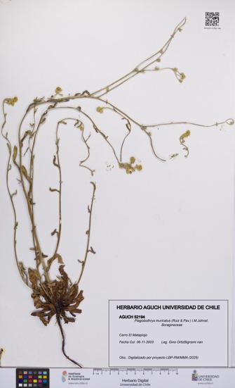 Plagiobothrys muricatus [Espécimen: ]