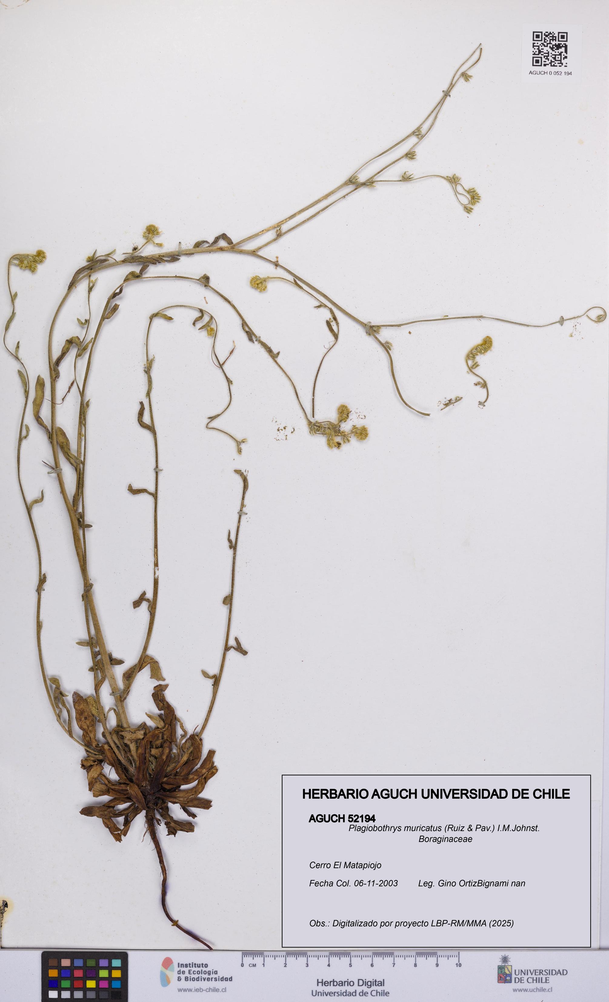 Plagiobothrys muricatus [Espécimen: ]