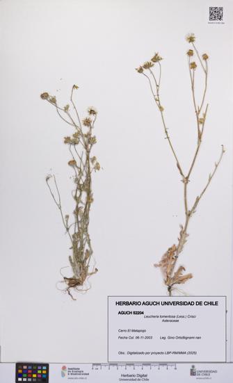 Leucheria tomentosa [Espécimen: UCH:AGUCH:0052204]