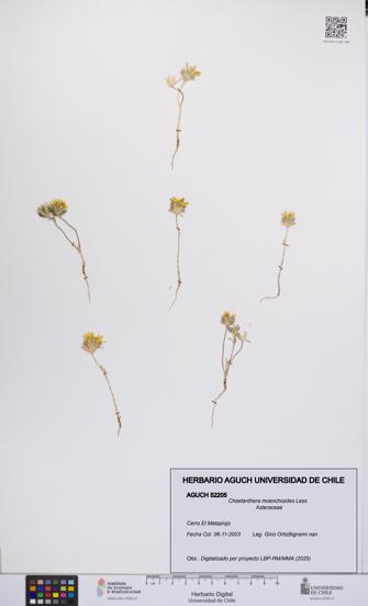 Chaetanthera moenchioides [Espécimen: UCH:AGUCH:0052205]