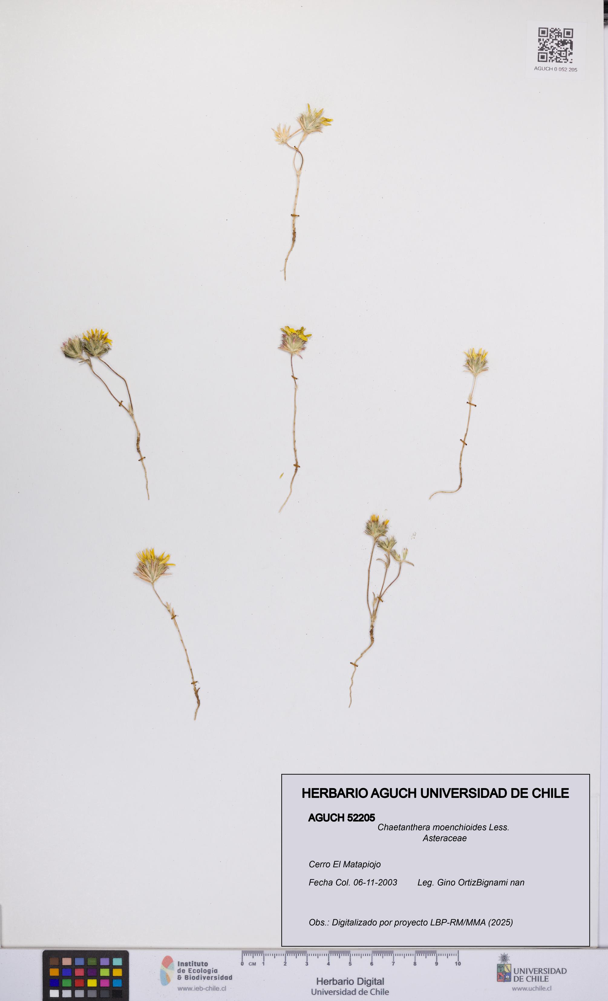 Chaetanthera moenchioides [Espécimen: UCH:AGUCH:0052205]