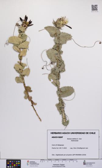 Mutisia latifolia [Espécimen: UCH:AGUCH:0052207]