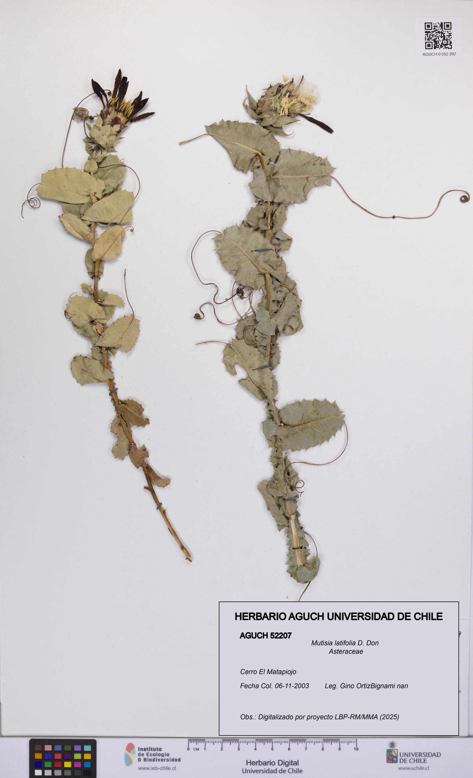 Mutisia latifolia [Espécimen: UCH:AGUCH:0052207]