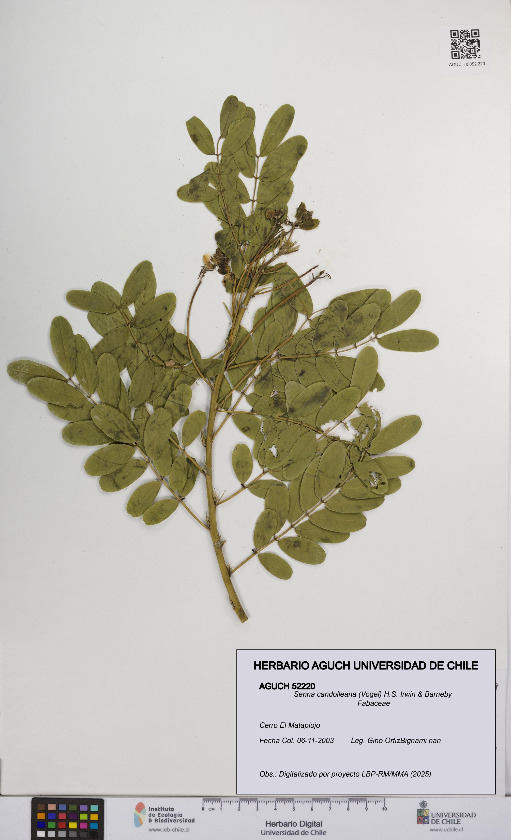 Senna candolleana [Espécimen: UCH:AGUCH:0052220]