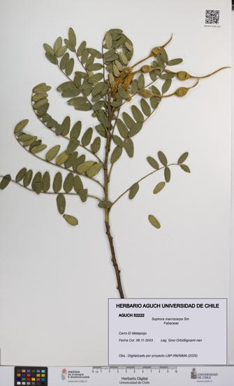 Sophora macrocarpa [Espécimen: UCH:AGUCH:0052222]